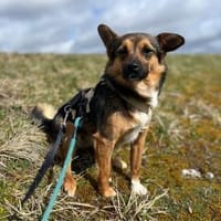 Stella - wartet in 92342 Freystadt, Hündin zur Adoption