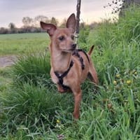 Kleine, zarte Dana sucht ihre Familie, Hündin zur Adoption