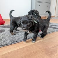 Regenbogenwelpen suchen ein Zuhause ❤, Hund zur Adoption
