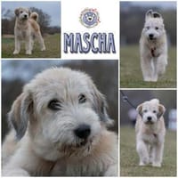 MASCHA ♥* aufgeweckt + fröhlich, Hündin zur Adoption