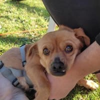 Renee wartet in 34414 Warburg auf Dich!, Hündin zur Adoption