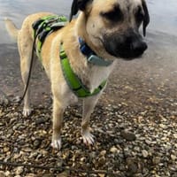 Jacky - sucht die richtigen Menschen, Hündin zur Adoption