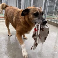 Cody, Hund zur Adoption