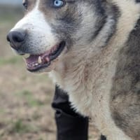 Chicco, Hund zur Adoption