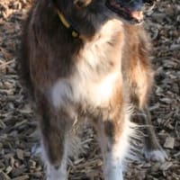 Fitte best Agerin 🔥 STELLA, Hündin zur Adoption