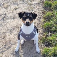 Toller Bodeguero sucht Einzelplatz, Hund zur Adoption