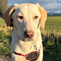 Filippa braucht eine Aufgabe, Hündin zur Adoption