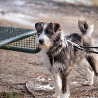 Nika - Tolle Hündin auf PS in NRW, Hündin zur Adoption