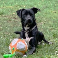 Benji sucht neues erfahrenes Zuhause, Hund zur Adoption