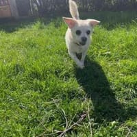 Bella kl. Seniorin, Hündin zur Adoption