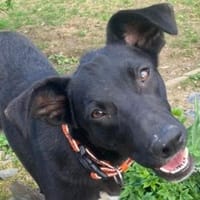 Hundemädchen LULU, Hündin zur Adoption