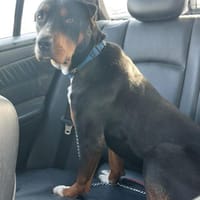 Tobi ein kinderlieber Rüde, Hund zur Adoption