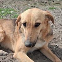 Sanfte Sugar, Hündin zur Adoption