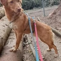 Herzenshund Tosca sucht ihr Zuhause!, Hündin zur Adoption