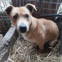 Heino 36 cm (Pflegestelle), Hund zur Adoption