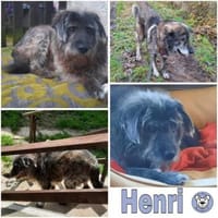 HENRI * bescheidener Hundeopi, Hund zur Adoption