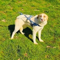 Zita eine sehr liebe Labbymix Hündin, Hündin zur Adoption