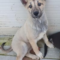 Skadi sucht aktive Menschen, Hündin zur Adoption