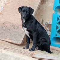 Juna hat schon viel gelernt, Hündin zur Adoption