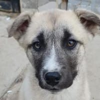 Ayla sucht aktive Menschen, Hündin zur Adoption