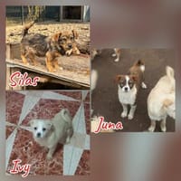 Supersüße Mischlingswelpen suchen ..., Hund zur Adoption