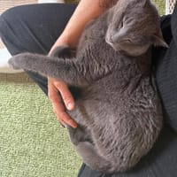 Shiba - 86368 Gersthofen, Katze zur Adoption