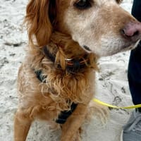 Skipper - ein absoluter Traumhund, Hund zur Adoption