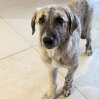 SURO - der Vorsichtige, Hund zur Adoption