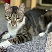 Nora und Zoe, Katze zur Adoption