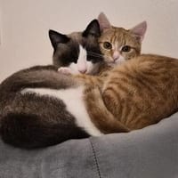 Ziehmutter Indira und Waisenkind Ilona, Katze zur Adoption