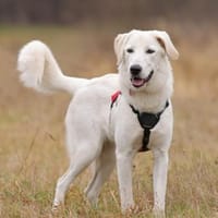 Junge Hündin sucht dringend neuen Platz, Hündin zur Adoption