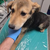 Quenn sucht das Glück, Hündin zur Adoption