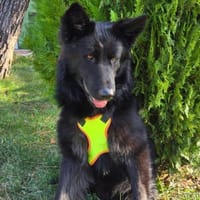 Wolfi ein Traumhund, Hund zur Adoption