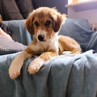 ❤Loli  zartes Herz mit Kuschelbedarf, Hündin zur Adoption