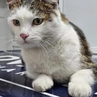 Jonny Stattlicher Kater sucht  Familie, Kater zur Adoption