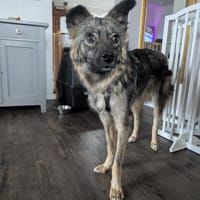 Sanfte liebe Frieda 1 Jahr jung, Hündin zur Adoption