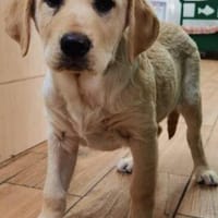 Lady, Hündin zur Adoption