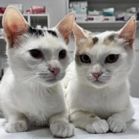 Daisy & Baby tolles  Mutter-Sohn Pärchen, Kater zur Adoption