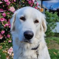 Alex sucht liebe Menschen, Hund zur Adoption