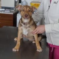 Frodo ❤, Hund zur Adoption