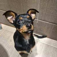 kleine Pinscherfrohnatur Persy sucht, Hündin zur Adoption