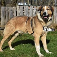 Baldo in der Tierherberge Donzdorf, Hund zur Adoption