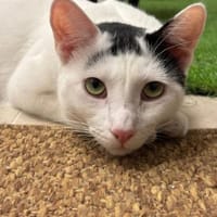 Ying ein lustiger gechillter Kater, Kater zur Adoption