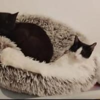 Pirata & Mini zwei Traumkätzchen, Katze zur Adoption
