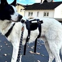 Solon will endlich ankommen!, Hund zur Adoption