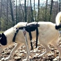 Solon will endlich ankommen!, Hund zur Adoption