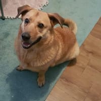 Choco,unkomplizierter Rüde sucht Liebe, Hund zur Adoption