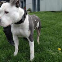 Sakho, chien à adopter