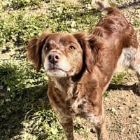 LUPIKA, chienne à adopter