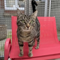 MYRTILLE, chatte à adopter